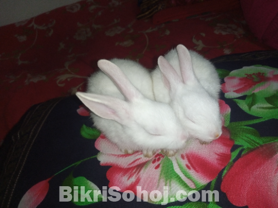 ছোট খরগোশের বাচ্চা। ঘরের পালা